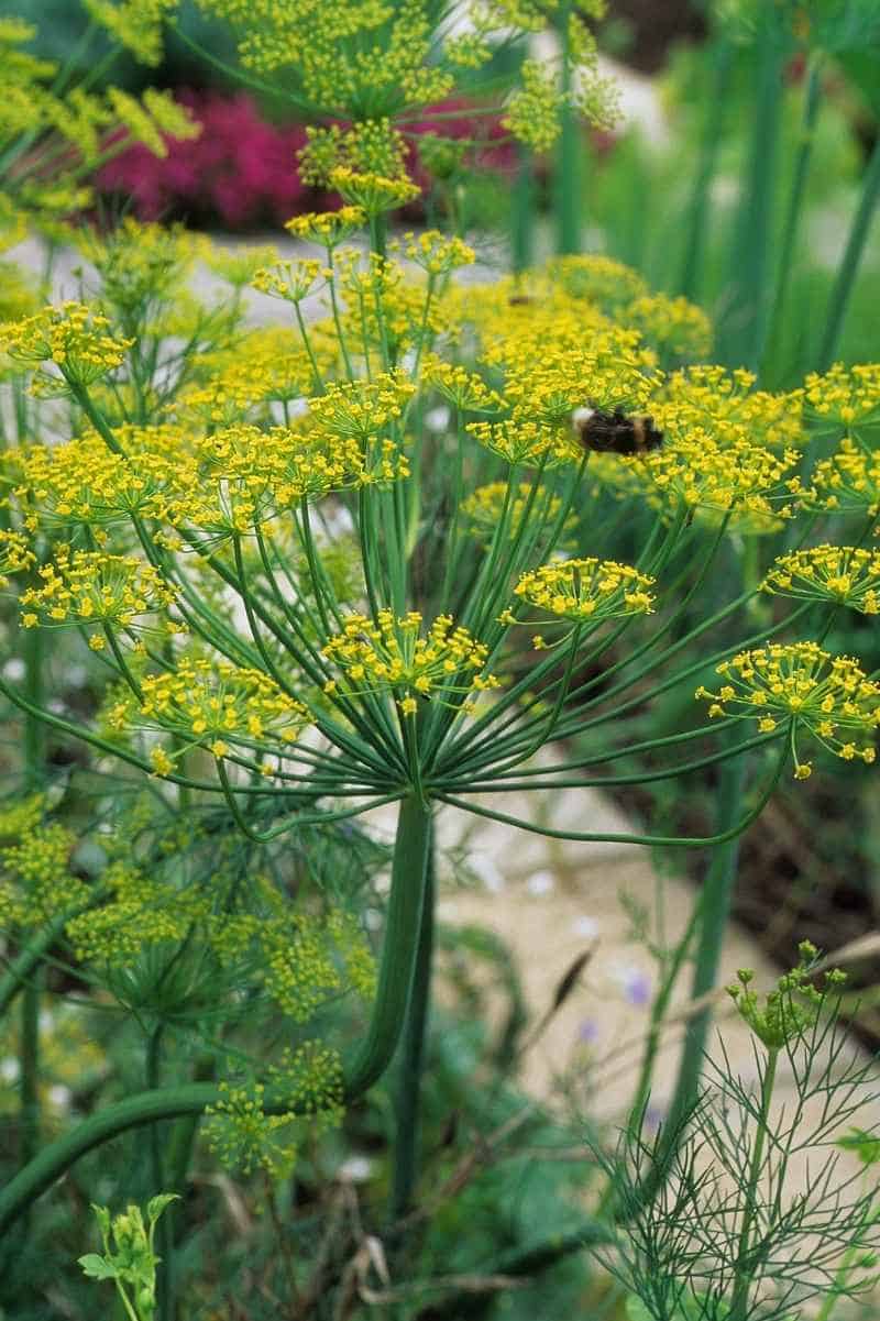 Dill Herb Seeds | Easy to Grow | 1500 Seeds in Pictorial Packet With Growing Instructions | Always Dispatched Next Business Day