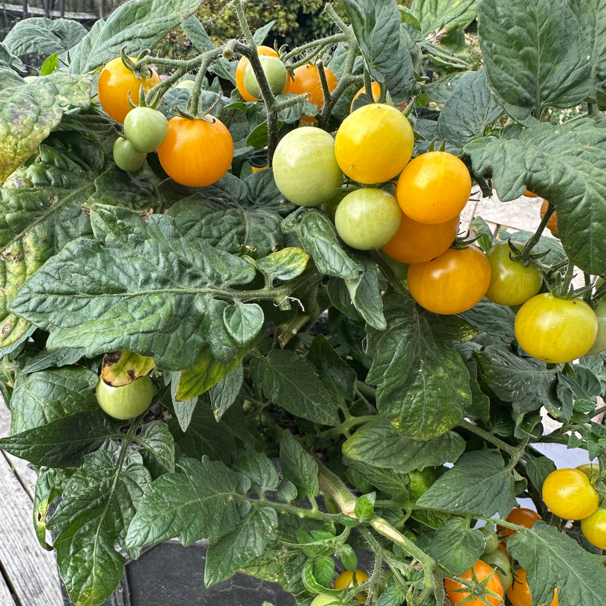 Tomato Seeds - Aztek Micro Dwarf Tomato Seeds: 25-30cm tall | For Patios, Containers, Balconies &6 Baskets | Tiny Yellow Sweet Fruits | 15 Seeds in Pictorial Packet With Growing Instructions | Always Dispatched Next Business Day