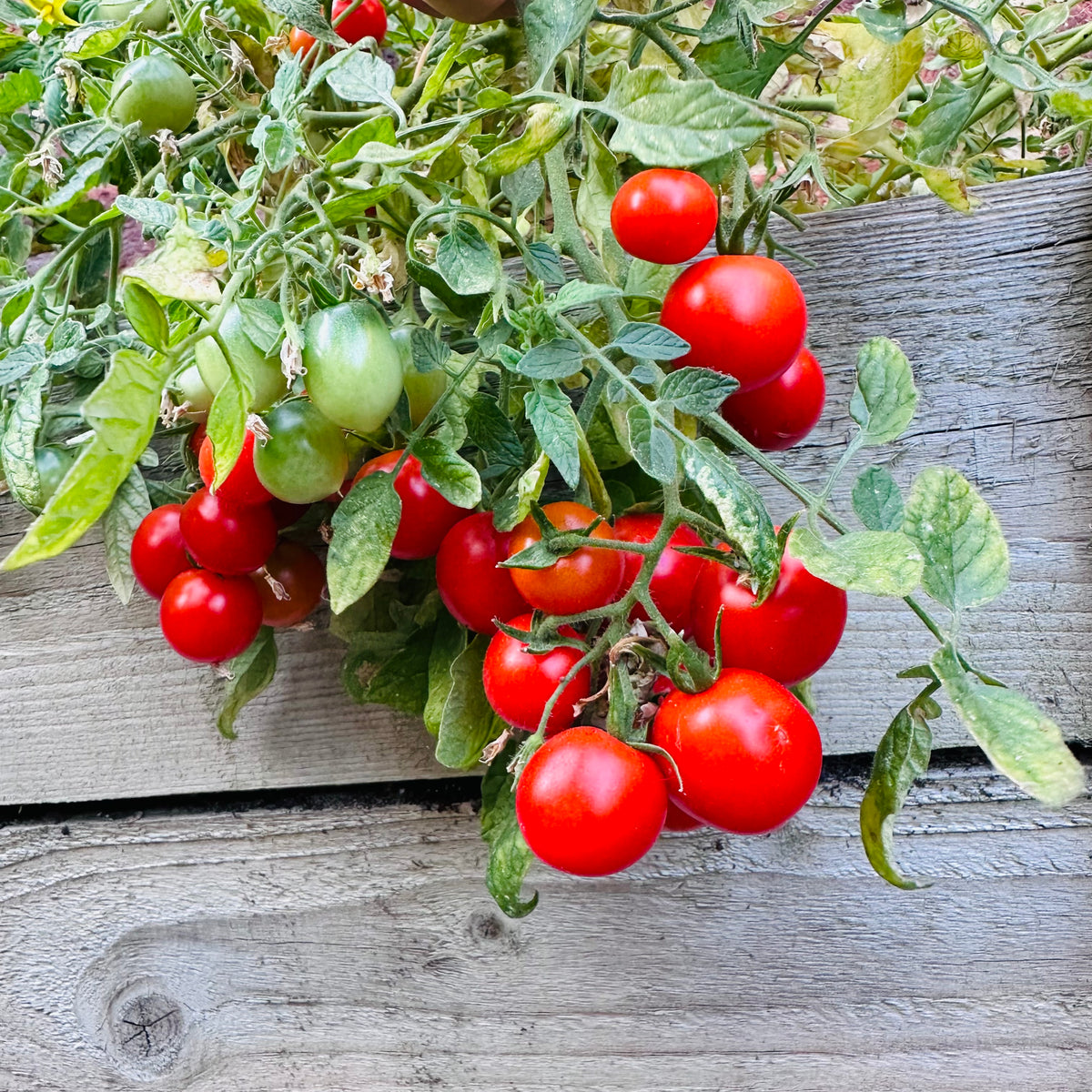 Tomato seeds - Tumbling Tom | Cascading Tomatoes for Containers, Pots, Patios, Balconies, Small Spaces | Always Dispatched Next Business Day