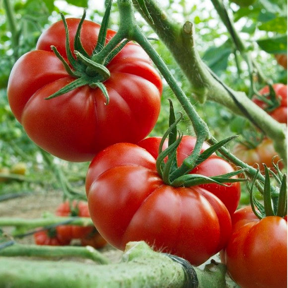 Tomato Seeds - Organic Marmande Giant Beefsteak Heritage Tomatoes | 15 Seeds in Pictorial Packet With Growing Instructions | Always Dispatched Next Business Day