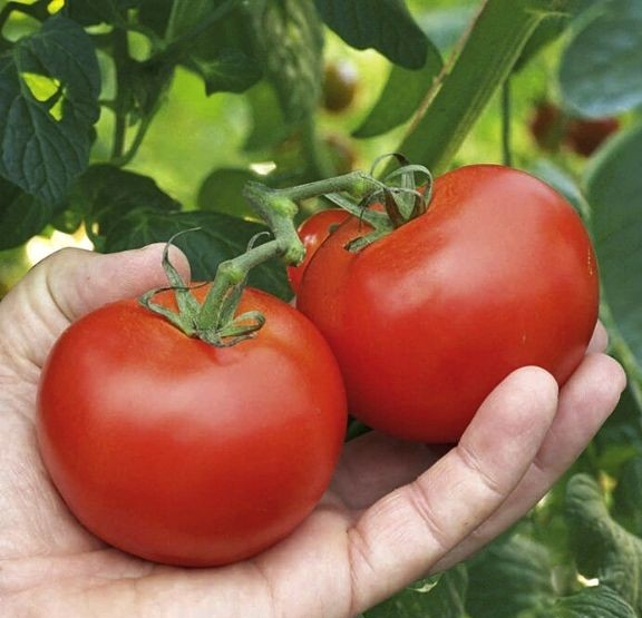 Tomato Seeds - Alicante Heirloom Tomatoes | Sweet & Juicy | 30 Seeds In Pictorial Packet With Growing Instructions | Always Dispatched Next Business Day