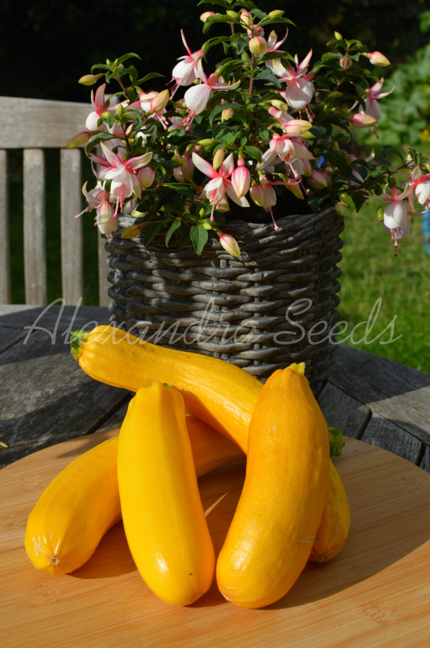 Courgette - Yellow Atena Polka F1 Seeds | Prolific Grower | 12 Yellow Zucchini Seeds in Pictorial Packet With 6Growing Instructions | Always Dispatched Next Business Day