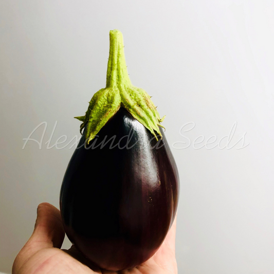 Aubergine Seeds - Heritage Black Beauty Eggplant | 150 Seeds in Pictorial Packet With Growing Instructions | Always Dispatched Next Business Day
