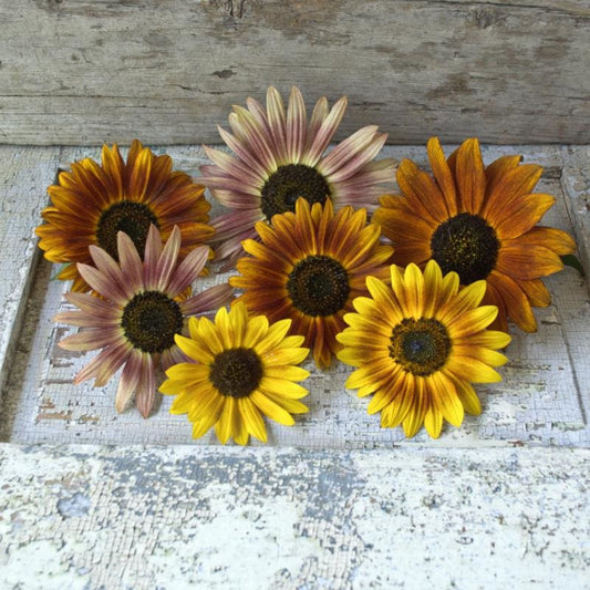 50 Premium Heritage Autumn Beauty Sunflower Seeds | In Pictorial Packet With Growing Instructions | Always Dispatched Next Business Day