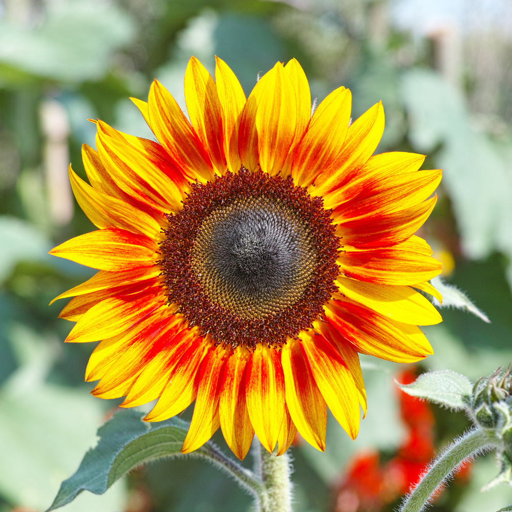 50 Premium Heritage Autumn Beauty Sunflower Seeds | In Pictorial Packet With Growing Instructions | Always Dispatched Next Business Day