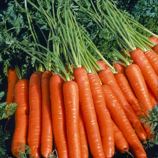 Carrot 'Autumn King 2' 1000 Vegetable Seeds in Pictorial Packet With Growing Instructions | Always Dispatched Next Business Day