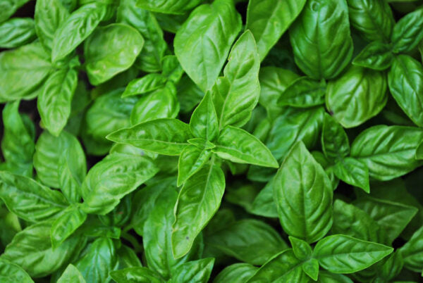 Organic Sweet Basil Genovese Herb Seeds | 800 Seeds in Pictorial Packet With Growing Instructions | Always Dispatched Next Business Day