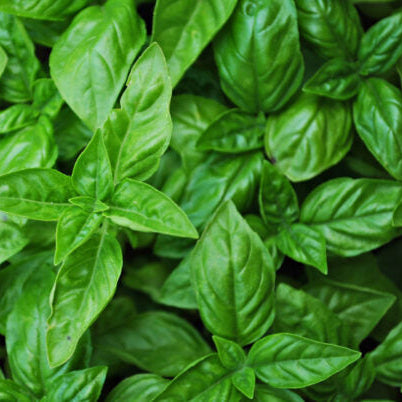 Organic Sweet Basil Genovese Herb Seeds | 800 Seeds in Pictorial Packet With Growing Instructions | Always Dispatched Next Business Day