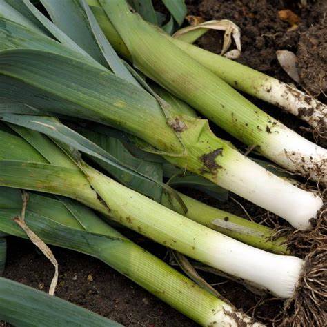 Leek Vegetable Seeds - Bulgarian Giant | 250 Seeds in Pictorial Packet With Growing Instructions | Always Dispatched Next Business Day