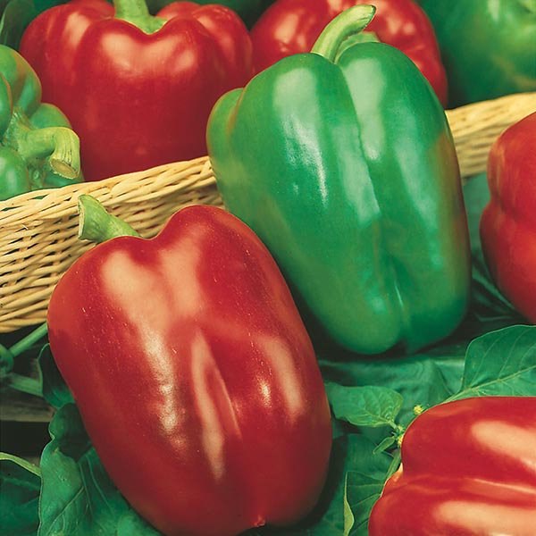 California Wonder Heritage Bell Pepper Seeds | 25 Premium Seeds in Pictorial Packet With Growing Instructions | Always Dispatched Next Business Day