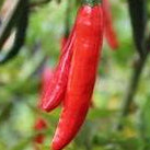Cayenne Hot Pepper Seeds | Capsicum Chilli Chili Chile Pepper | 10 Premium Seeds in Pictorial Packet With Growing Instructions | Always Next Business Day Dispatch