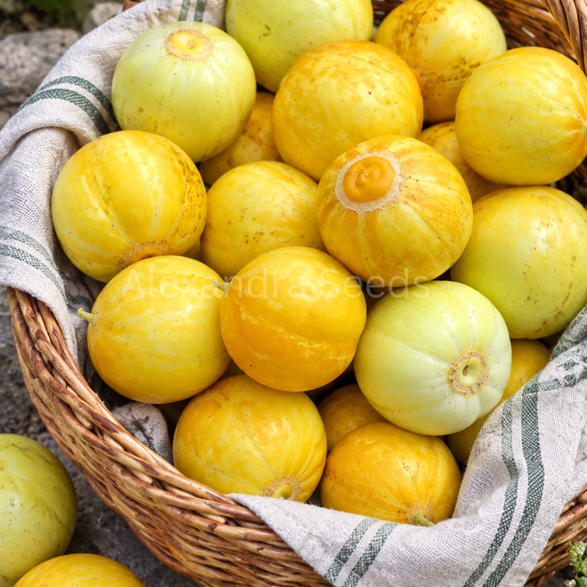 Cucumber Crystal Lemon Heritage Seeds | 15 Heirloom Seeds in Pictorial Pack With Growing Instructions | Always Dispatched Next Business Day
