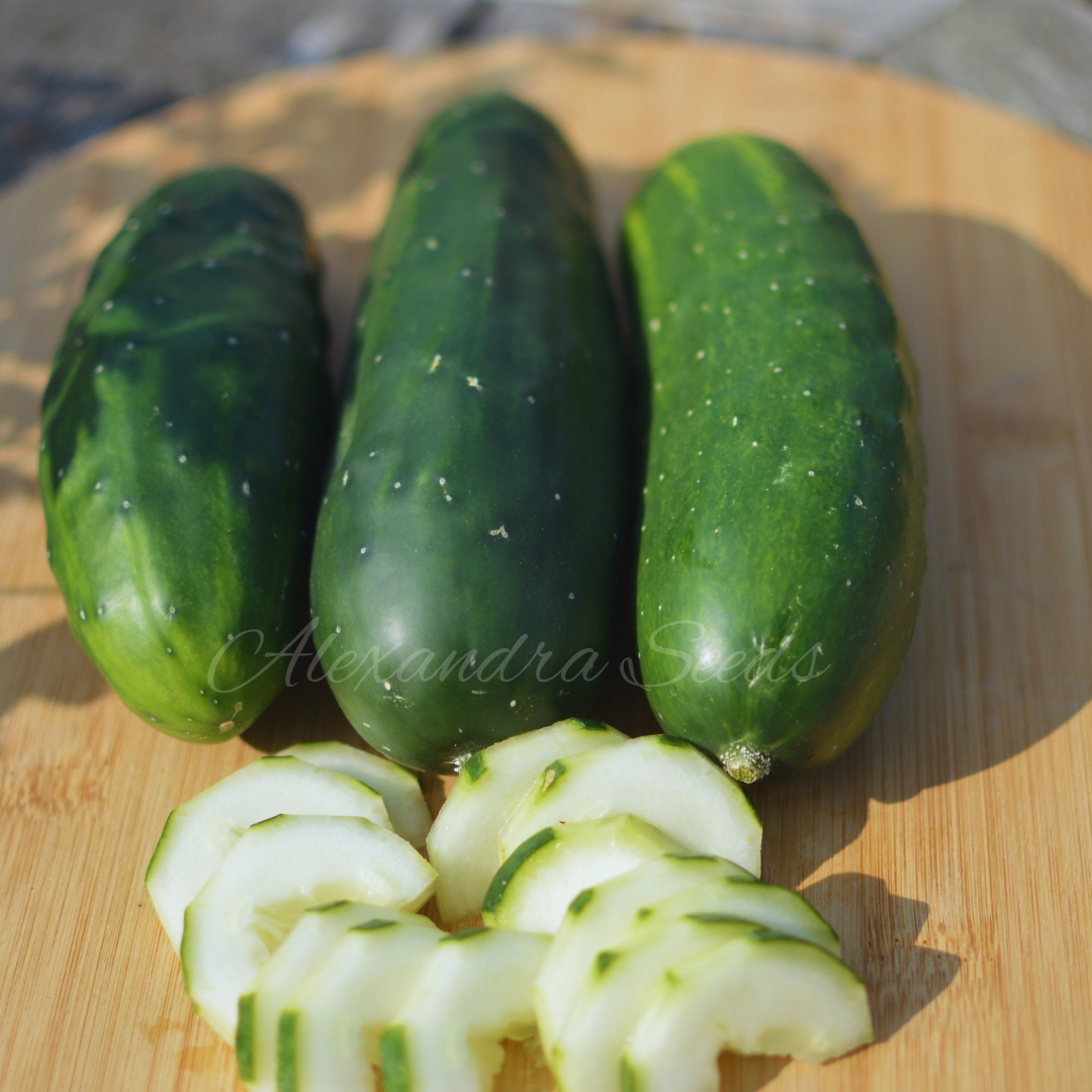 Cucumber Marketmore Seeds Outdoor Variety | 35 Seeds in Pictorial Packet With Growing Instructions | Always Dispatched Next Business Day
