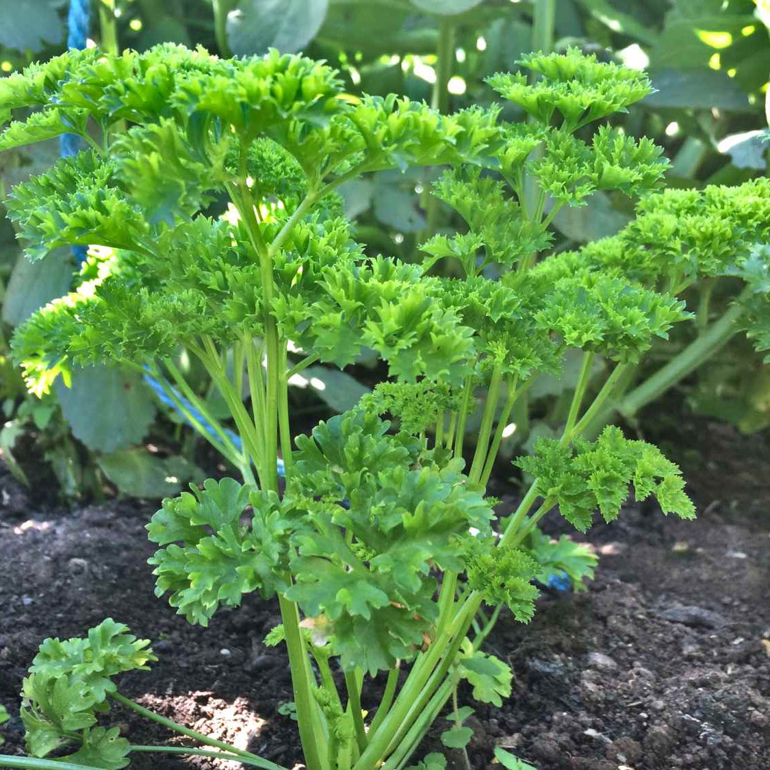 Organic Italian Triple Moss Curled Parsley Seeds | 500 Curly Parsley Herb Seeds in Pictorial Packet With Growing Instructions | Always Dispatched Next Business Day