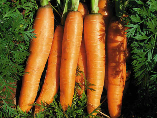 Carrot Seeds - Early Nantes | 700 Seeds in Pictorial Packet With Growing Instructions | Always Dispatched Next Business Day