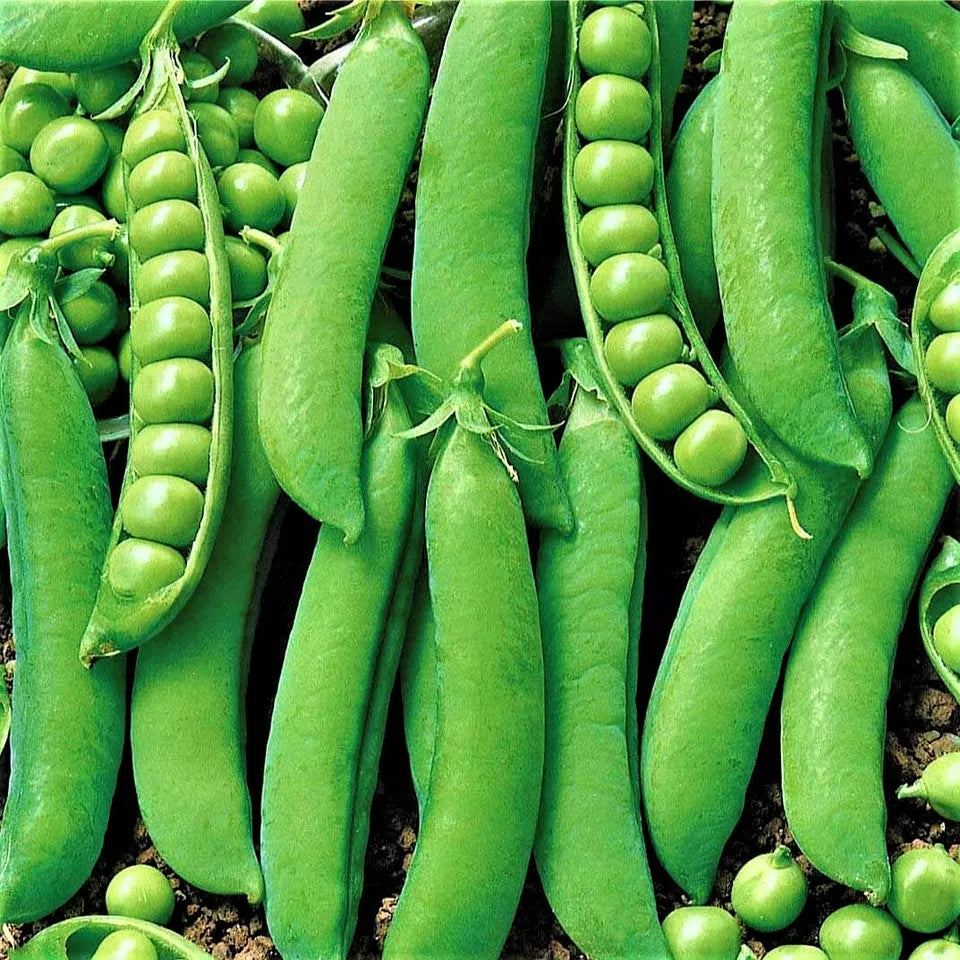 Early Onward Peas | Reliable Vegetable, Heavy Cropper, Fast Growing | 250 Pea Seeds in Pictorial Packet With Growing Instructions | Always Next Business Day Dispatch