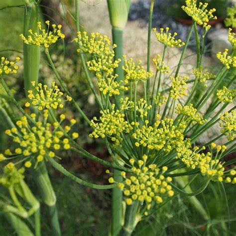 Fennel Seeds 'Foeniculum Vulgare' | Fennel Herb, Common Fennel | 230 Seeds in Pictorial Packet With Growing Instructions | Always Dispatched Next Business Day