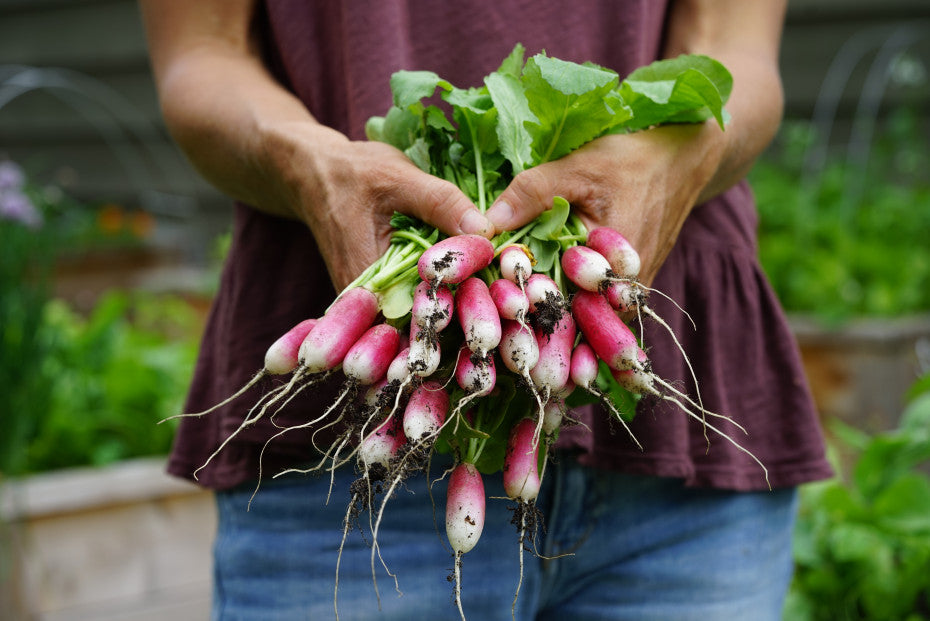 Radish - French Breakfast Heritage Seeds | Easy and Fast to Grow Vegetable | 350 Seeds in Pictorial Packet With Growing Instructions | Always Dispatched Next Business Day