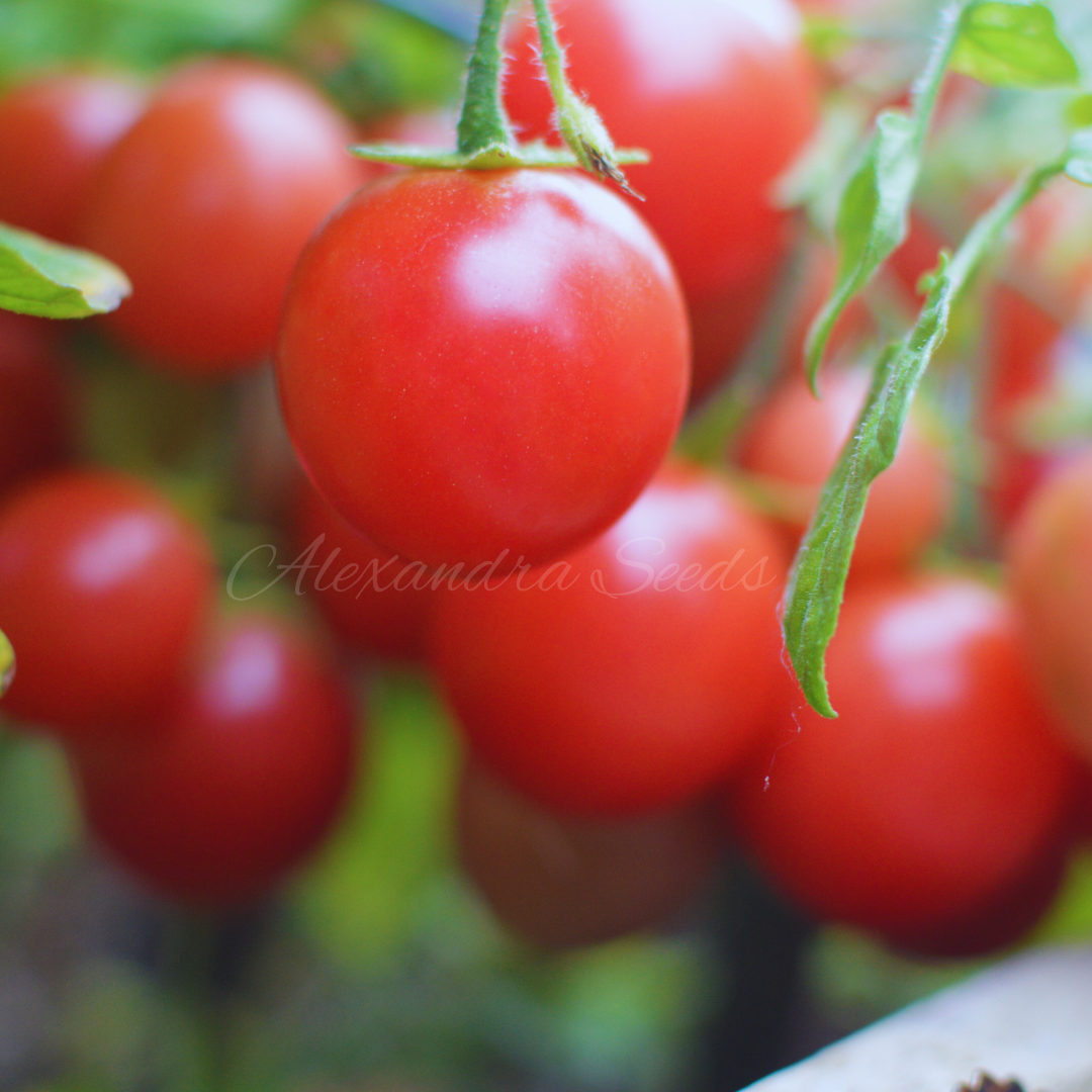 Tomato Seeds For Hanging Baskets, Pots, Containers, Balcony, Patio, Small Spaces | 30 'Garden Pearl' Seeds in Pictorial Packet With Growing Instructions | Always Dispatched Next Business Day