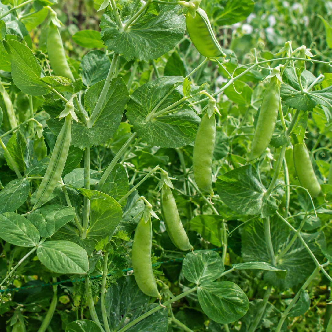 Kelvedon Wonder Early Crop Pea Vegetable Seeds | Heavy Cropping | 250 Seeds in Pictorial Packet With Growing Instructions | Always Next Business Day Dispatch