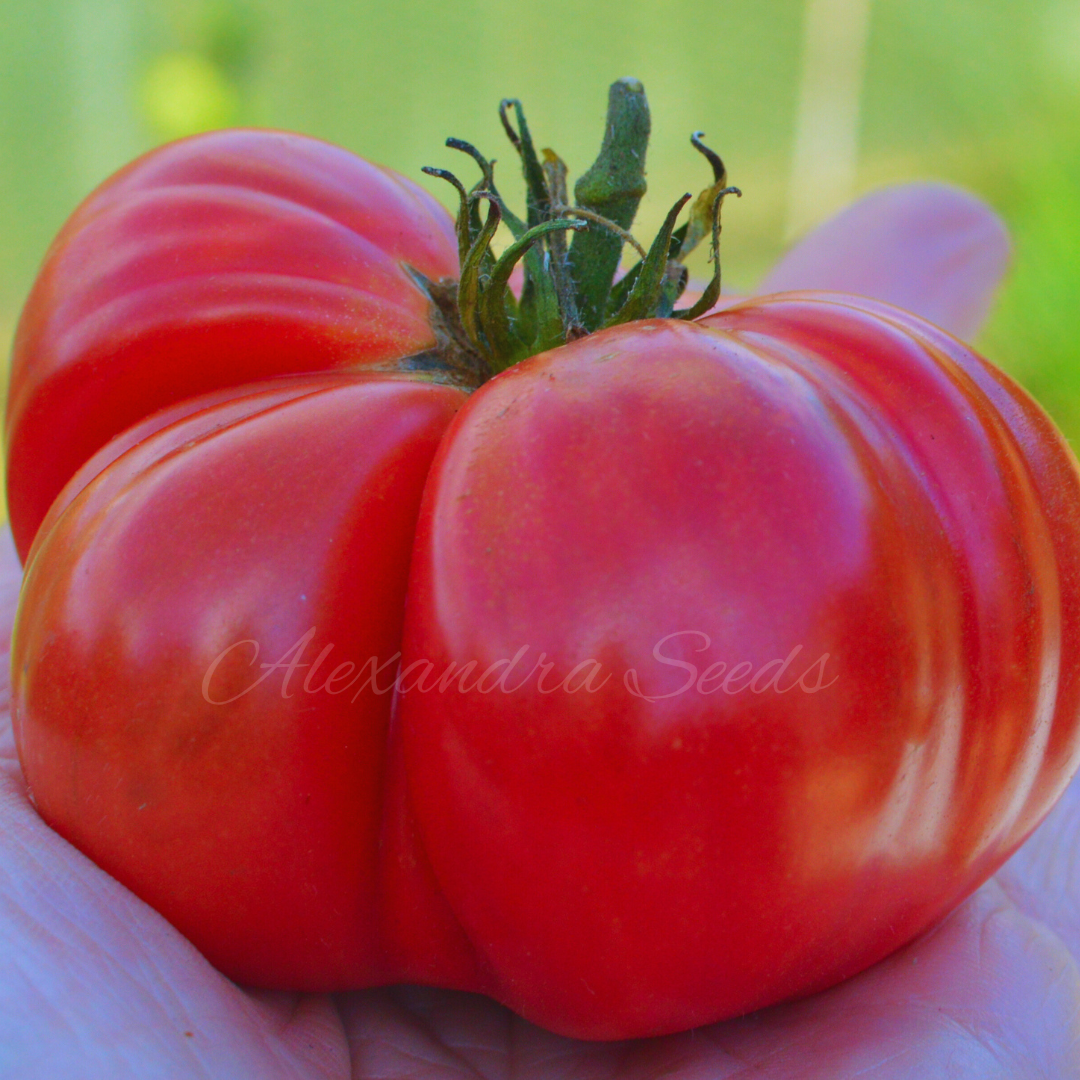 Tomato Seeds - Organic Marmande Giant Beefsteak Heritage Tomatoes | 15 Seeds in Pictorial Packet With Growing Instructions | Always Dispatched Next Business Day