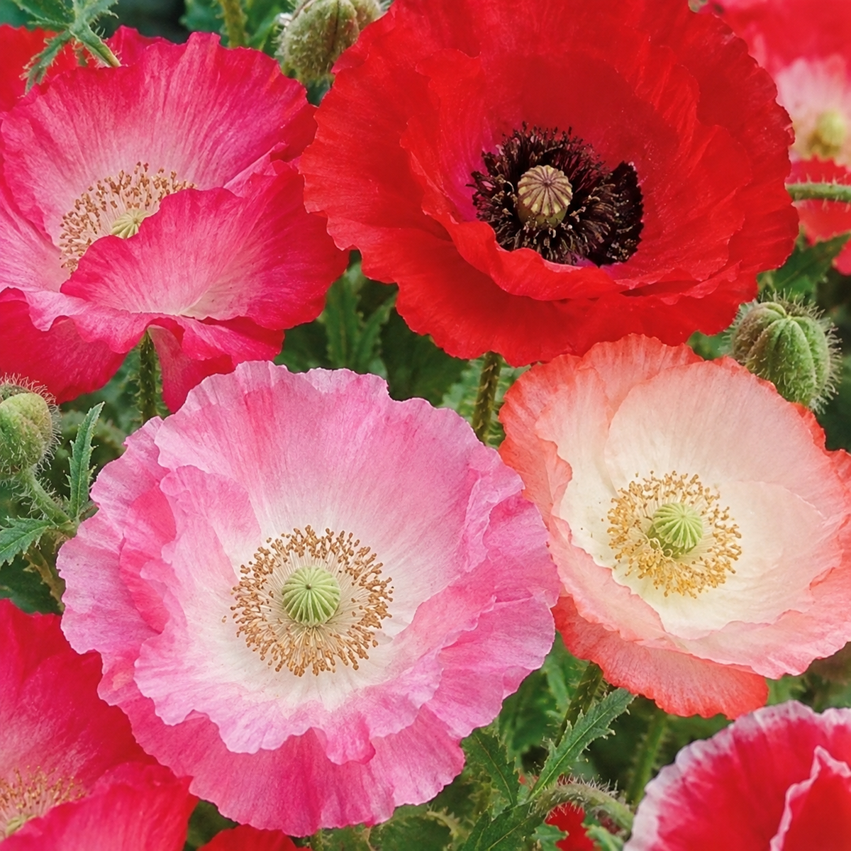 Poppy Seeds - Mixed Poppies, Colourful Mix | Big Display 5000 Poppy Seeds in Pictorial Packet With Growing Instructions | Always Dispatched Next Business Day