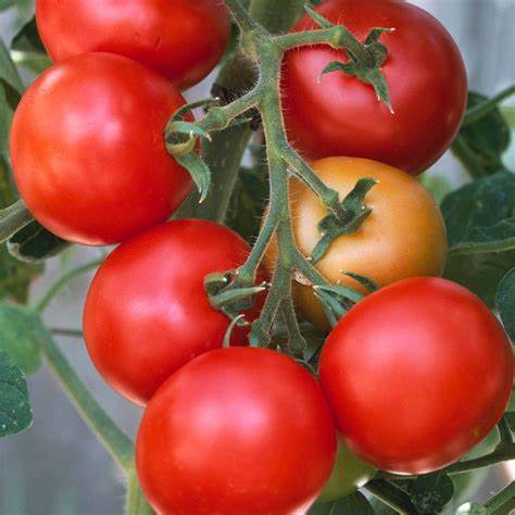 Tomato Seeds - Moneymaker Heritage Seeds | Grow Juicy Cherry Tomatoes, Heirloom x 30 Seeds in Pictorial Packet With Growing Instructions | Always Dispatched Next Business Day