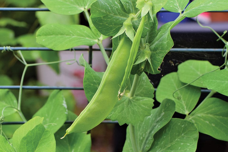 Mangetout | Snow Peas | Sugar Pod Peas, 200 Oregon Sugar Pod Pea Vegetable Seeds, Sweet, Crunchy and Fast Growing | In Pictorial Packet With Growing Instructions| Always Next Business Day Dispatch