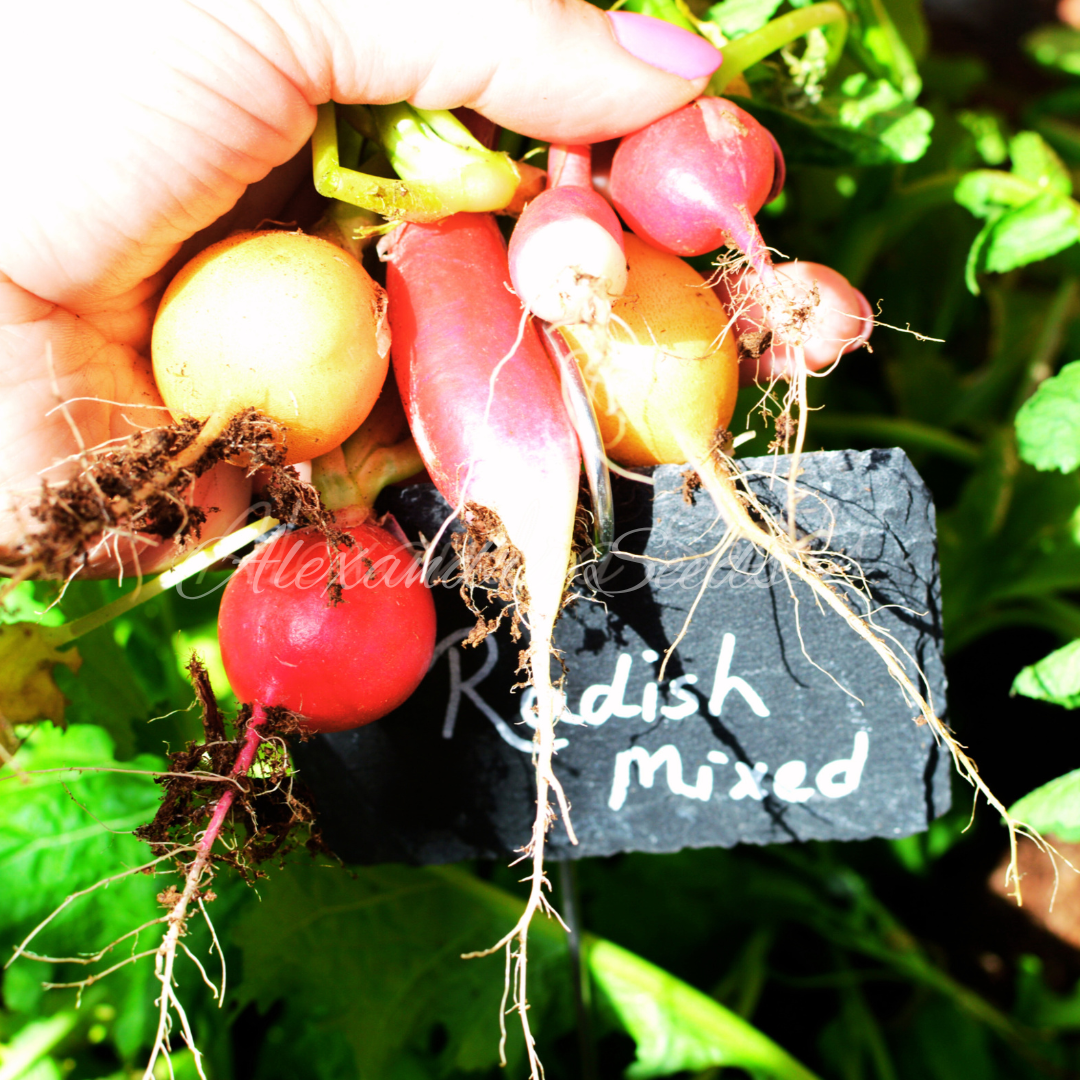 Radish Seeds - Fast Growing Vegetable Seeds | Mixed Rainbow - Cherry Belle, Golden Zlata, Pink Beauty & Albina | 400 Mixed Radish Seeds in Pictorial Packet With Growing Instructions | Always Dispatched Next Business Day