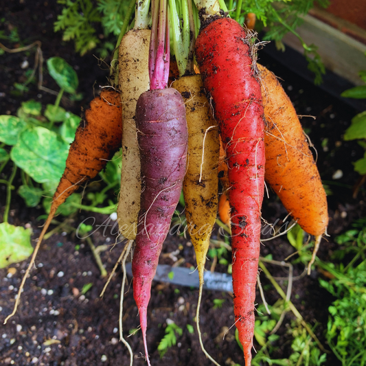 Carrot Seeds - Rainbow Mix, 300 Vegetable Seeds | Mixed Colours, Purple, Red, Yellow, White, Scarlet | Pictorial Packet With Growing Instructions | Always Dispatched Next Business Day
