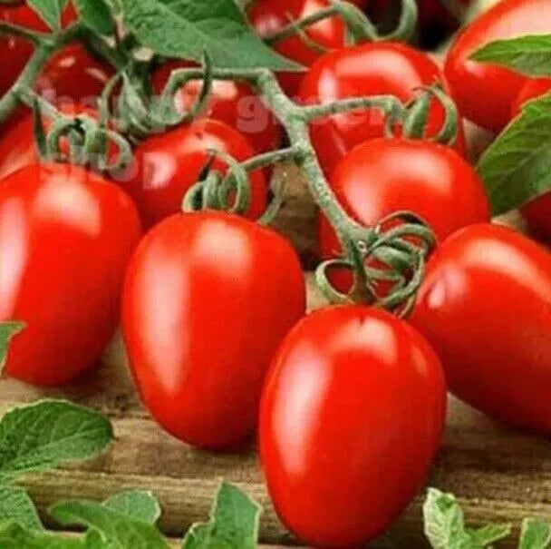 Tomato Seeds - Italian Plum Roma | Sauces, Paste & Passata | 20 Seeds in Pictorial Packet With Growing Instructions | Always Dispatched Next Business Day