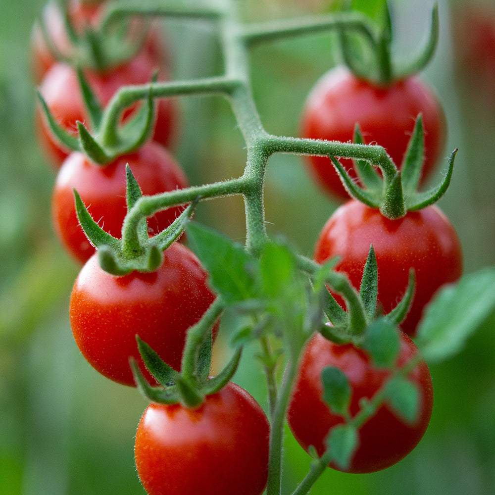 Tomato Seeds Bundle 4 Pack | Yellow Sunbaby, Piccolo, Gardener's Delight, Cherry Rubinka Tomatoes | In Pictorial Packet With Growing Instructions | Always Dispatched Next Business Day
