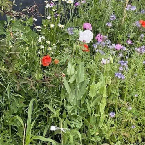 Wildflowers | 2000 Pure Wild Flower Summer Seeds Mix | NO GRASS Great for Bees & Insects | In Pictorial Packet With Growing Instructions | Always Dispatched Next Business Day