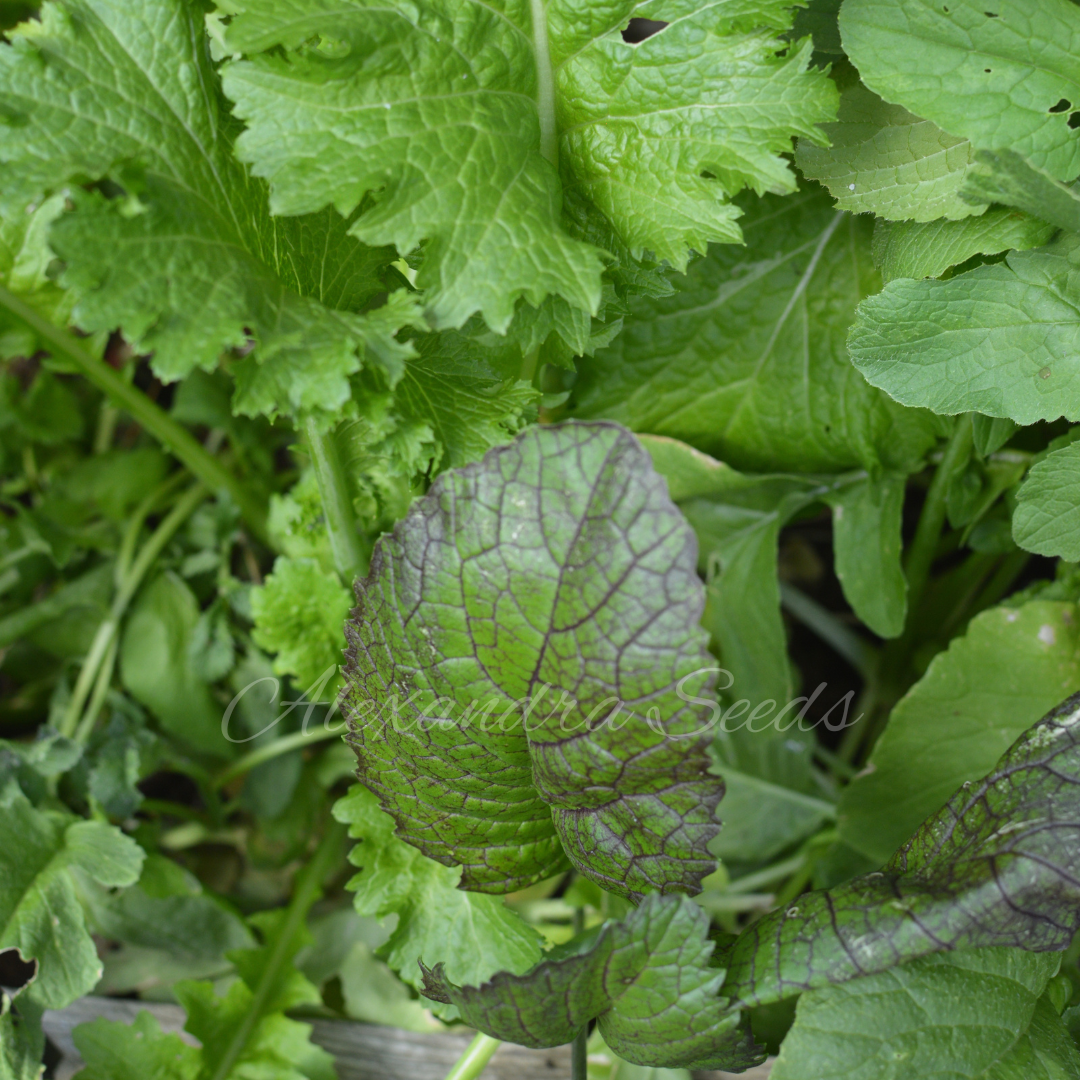 Spicy Greens Salad Seeds | Unusual & Oriental Rocket, Mustard, Mizuna Mix Mix | 250 Seeds in Pictorial Packet With Growing Instructions | Always Dispatched Next Business Day