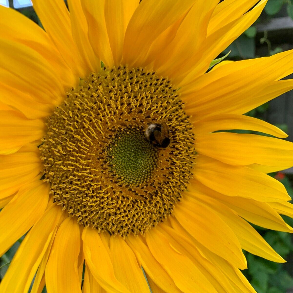 Sunflower Seeds For Growing 20 - 7500 Seeds | Giant Sunflowers, Single Flower up to 12ft Tall | Fast Growing | In Pictorial Packet With Growing Instructions | Always Dispatched Next Business Day