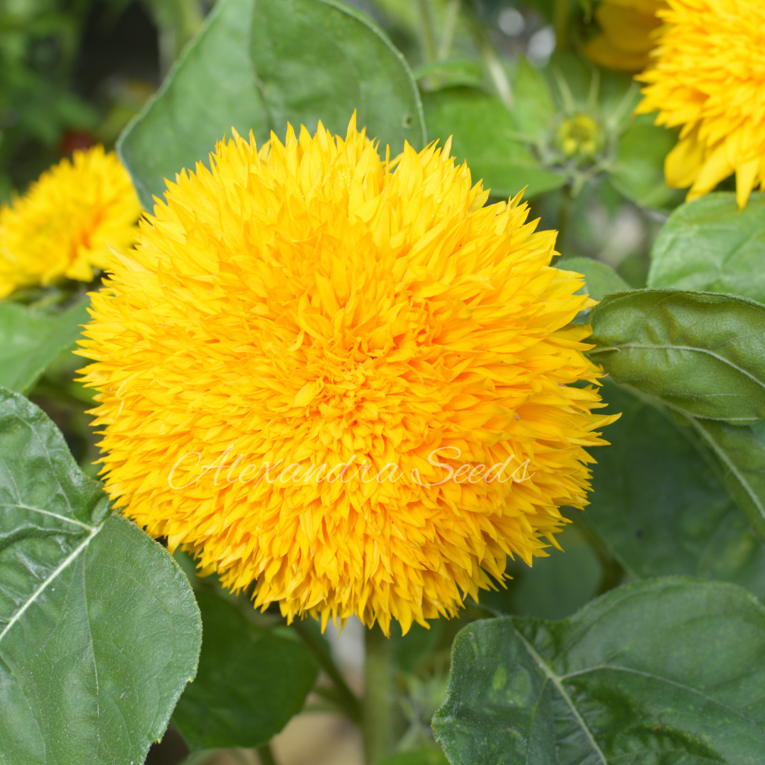 Dwarf Teddybear Fluffy Sunflower Seeds | 30 Teddy Bear Sunflowers, Great for Patios, Pots & Containers | In Pictorial Packet With Growing Instructions | Always Next Business Day Dispatch