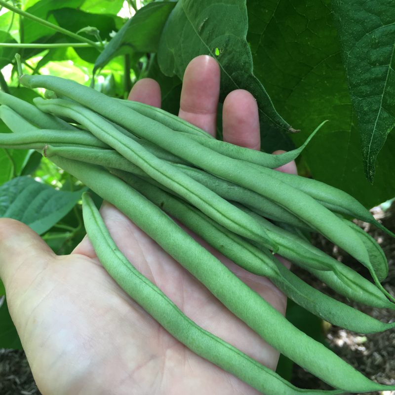 Dwarf French Bean Seeds - 'The Prince' | High Yield, Easy to Grow Vegetable | 85 Seeds in Pictorial Packet With Growing Instructions | Always Dispatched Next Business Day