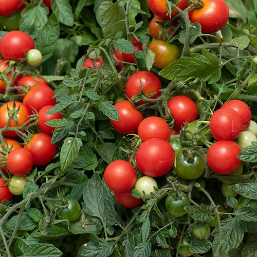 Tomato seeds - Tumbling Tom | Cascading Tomatoes for Containers, Pots, Patios, Balconies, Small Spaces | Always Dispatched Next Business Day