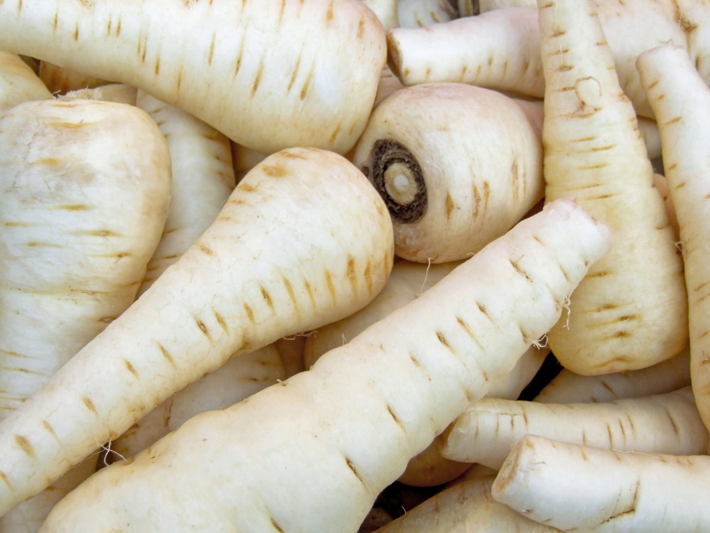 Parsnip Seeds - White Gem Vegetable | 700 Seeds in Pictorial Packet With Growing Instructions | Always Dispatched Next Business Day