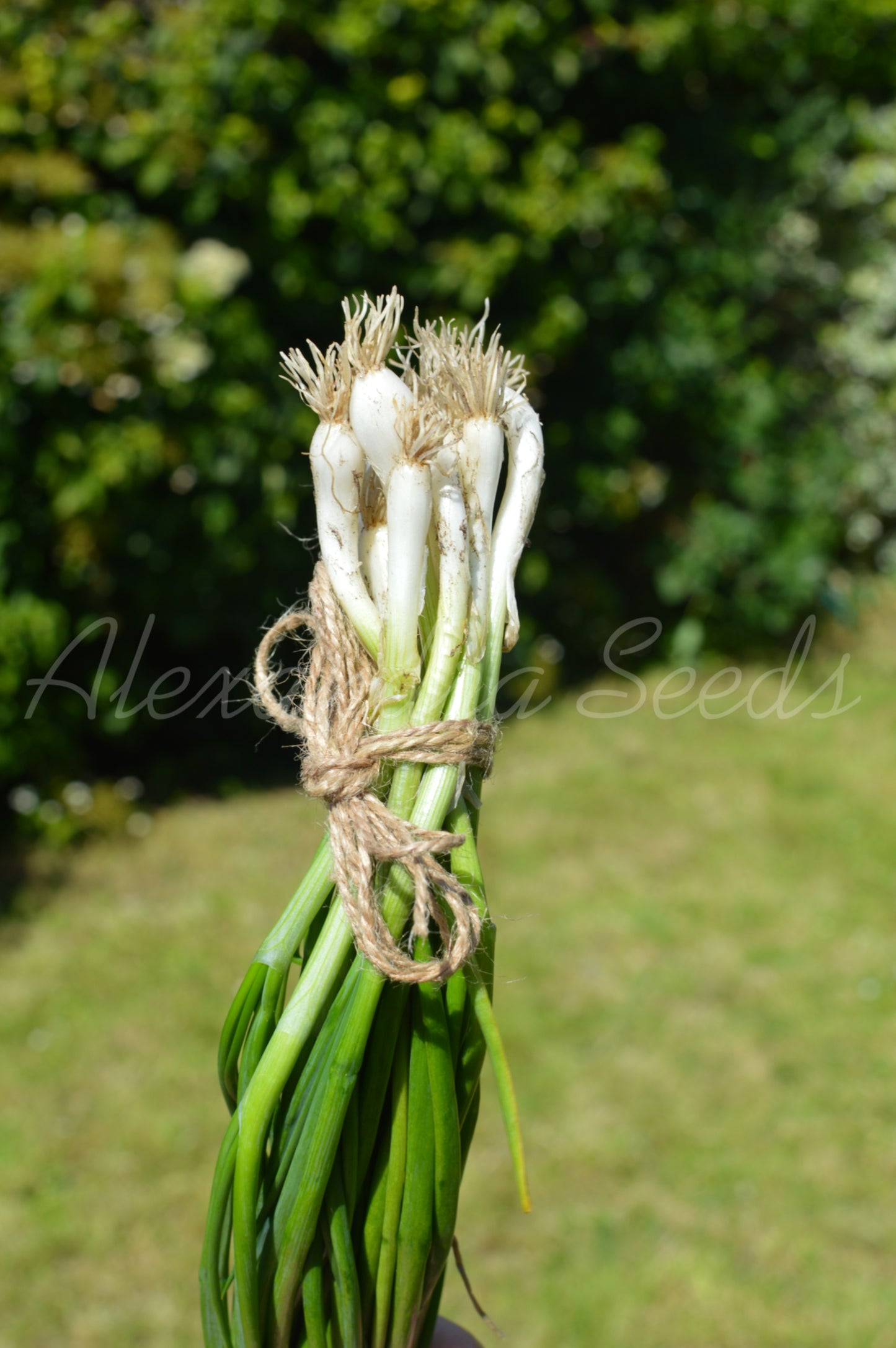 Spring Onion White Lisbon Heritage Seeds | 570 Vegetable Seeds in Pictorial Packet With Growing Instructions | Always Dispatched Next Business Day