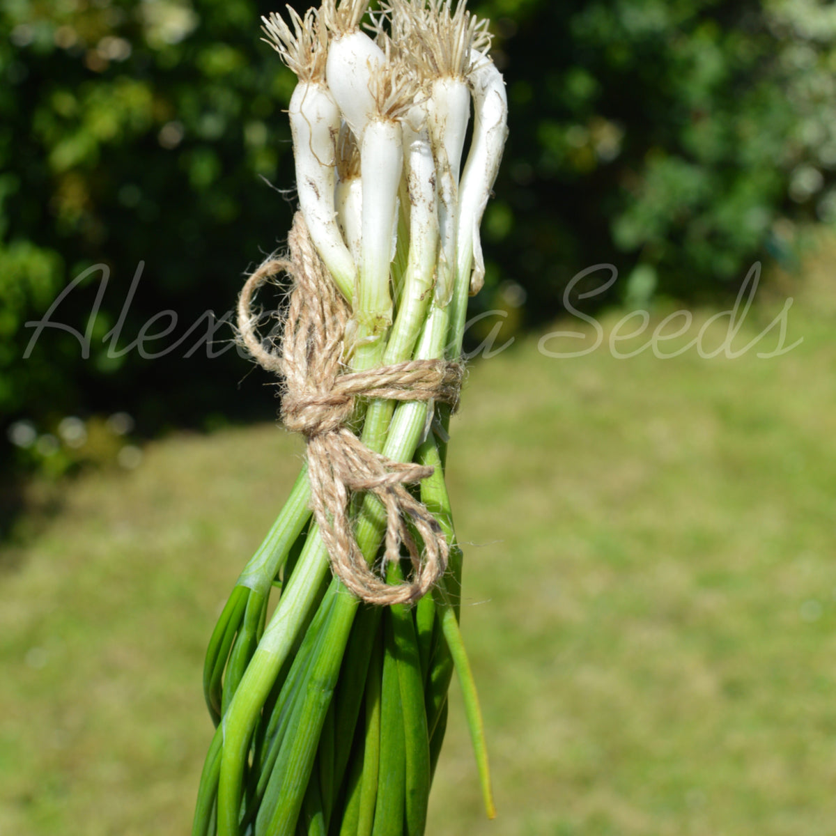 Spring Onion White Lisbon Heritage Seeds | 350 Vegetable Seeds in Pictorial Packet With Growing Instructions | Always Dispatched Next Business Day