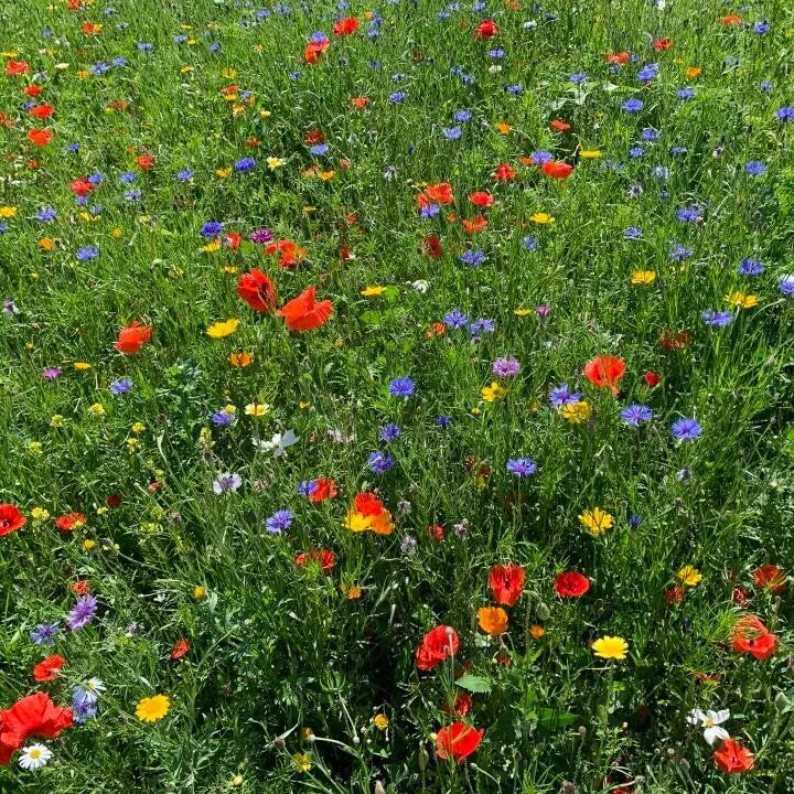 Wildflower Summer Seeds Mix | Colourful Flowers for Meadows, Bees and insects | 20g of Seeds in Pictorial Packet With Growing Instructions | Always Dispatched Next Business Day