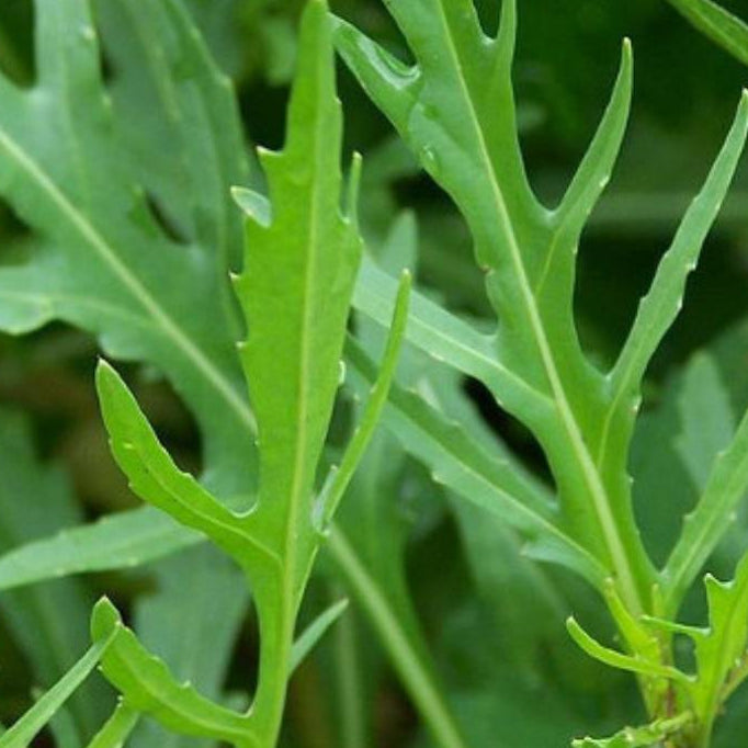 Wild Rocket Seeds | 1000 Wild Rocket Salad Seeds in Pictorial Packet With Growing Instructions | Always Dispatched Next Business Day