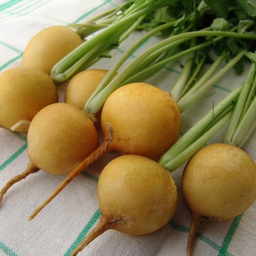 Salad Seed Bundle for Containers, Patios, Small Spaces, Pots, Kitchen Garden | Tomatoes, Spring Onions, Rocket & Radish |In Four Pictorial Packets With Growing Instructions | Always Next Business Day Dispatch