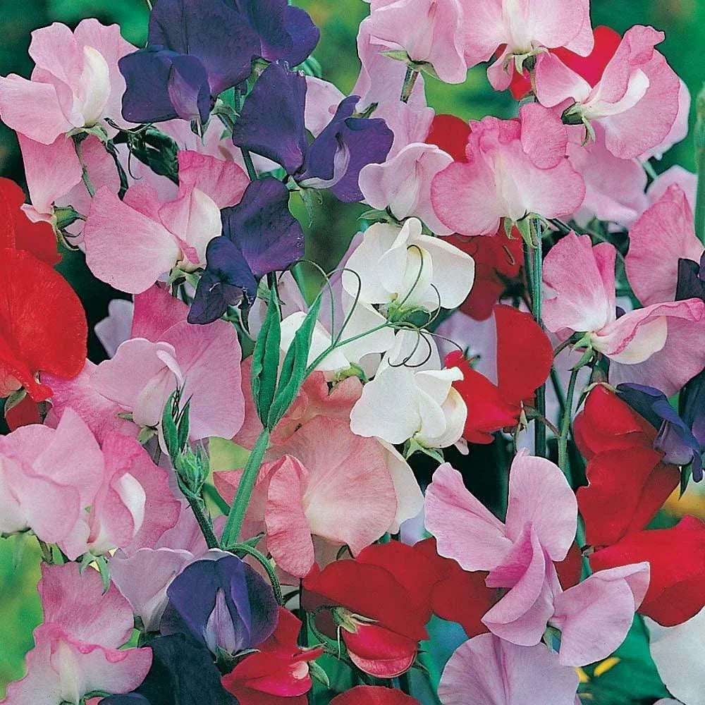 When to Sow Sweet Peas: The Benefits of Autumn and Spring Sowing