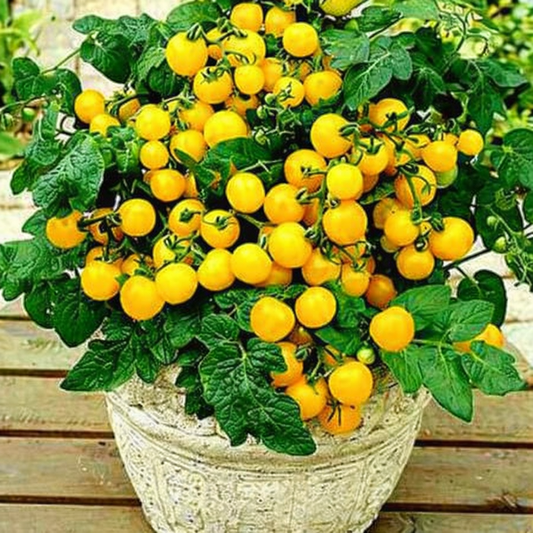 Tomato Seeds - Heritage Ola Polka | Dwarf for Pots, Containers, Patios | 20 Seeds in Pictorial Packet With Growing Instructions | Always Dispatched Next Business Day