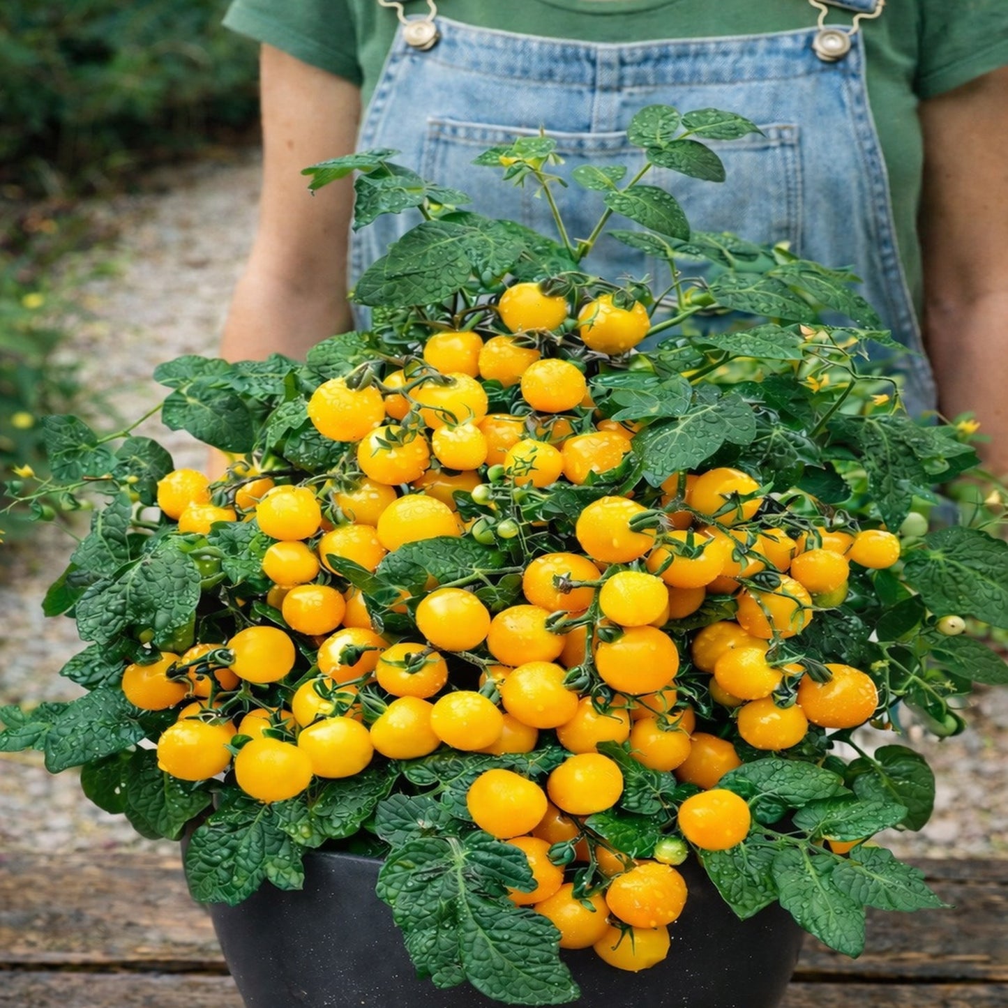 Tomato Seeds - Heritage Ola Polka | Dwarf for Pots, Containers, Patios | 20 Seeds in Pictorial Packet With Growing Instructions | Always Dispatched Next Business Day