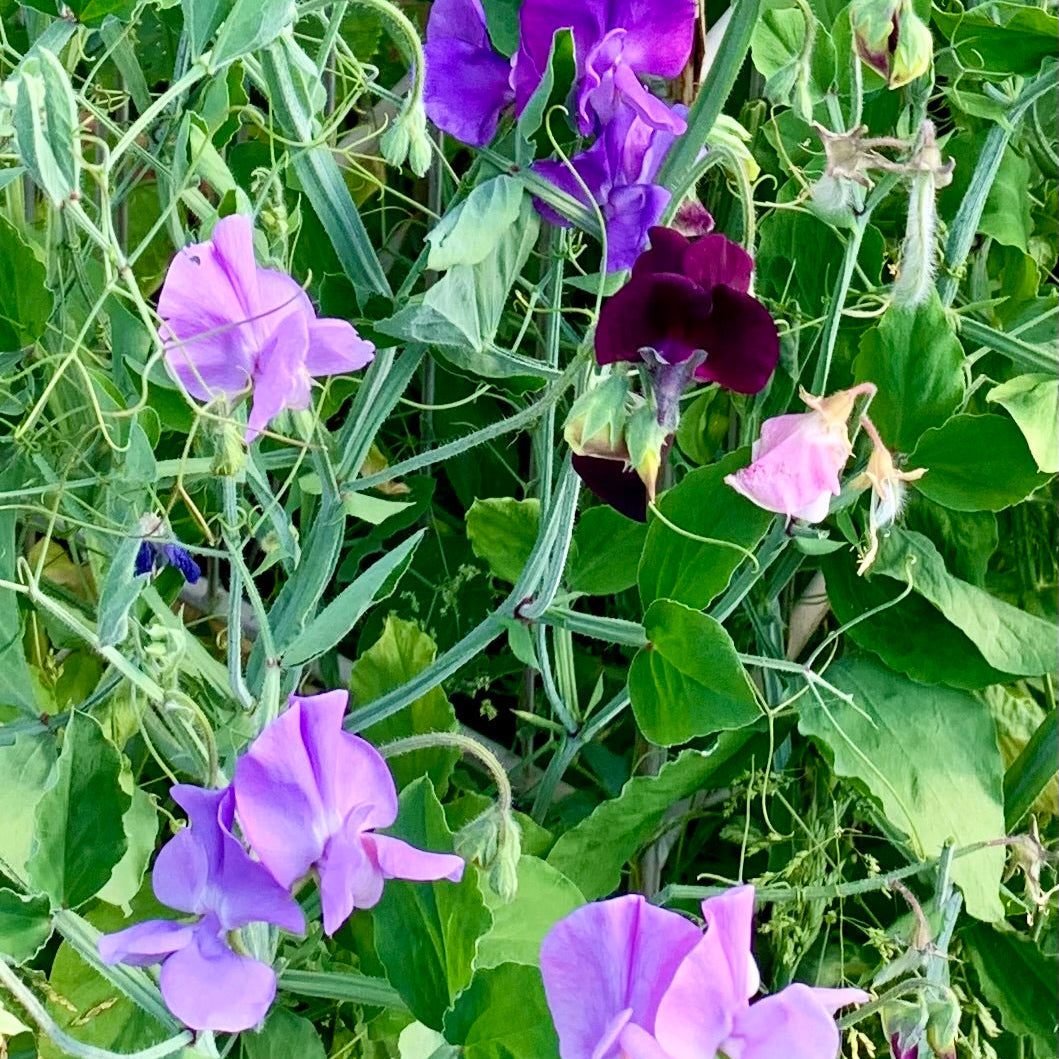 Sweet Pea Seeds | Mixed Fragrances | Sweet Peas in Pictorial Packet | Always Dispatched Next Business Day