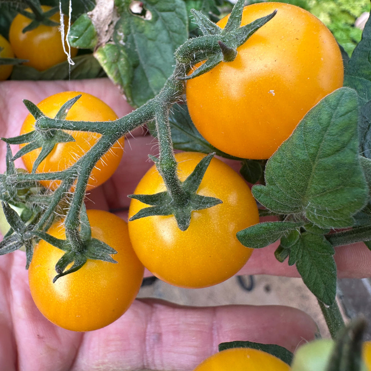 Tomato Seeds - Aztek Micro Dwarf Tomato Seeds: 25-30cm tall | For Patios, Containers, Balconies &6 Baskets | Tiny Yellow Sweet Fruits | 15 Seeds in Pictorial Packet With Growing Instructions | Always Dispatched Next Business Day