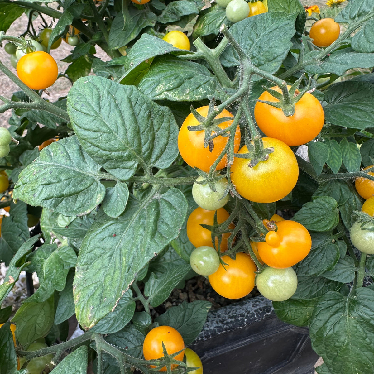 Tomato Seeds - Aztek Micro Dwarf Tomato Seeds: 25-30cm tall | For Patios, Containers, Balconies &6 Baskets | Tiny Yellow Sweet Fruits | 15 Seeds in Pictorial Packet With Growing Instructions | Always Dispatched Next Business Day